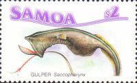 Whiptail Gulper (Saccopharynx lavenbergi)