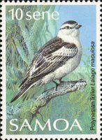 Polynesian Triller (Lalage maculosa)