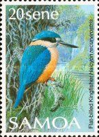 Flat-billed Kingfisher (Halcyon recurvirostris)
