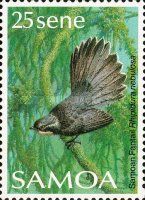 Samoan Fantail (Rhipidura nebulosa)