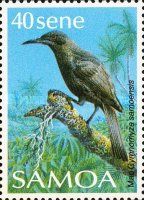 Mao (Gymnomyza samoensis)