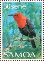 Cardinal Honeyeater (Myzomela cardinalis)