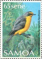 Samoan Whistler (Pachycephala flavifrons)