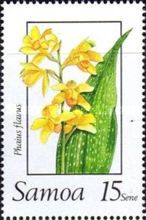 Phaius flavus