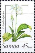 Calanthe triplicata