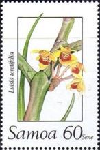 Luisia teretifolia