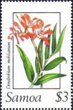 Dendrobium mohlianum