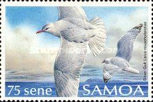 Silver Gull (Larus novaehollandiae)