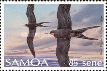 Great Frigatebird (Fregata minor) 