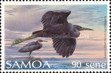 Eastern Reef Heron (Egretta sacra)