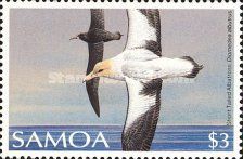 Short-tailed Albatross (Diomedea albatrus)