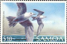 Common Fairy Tern (Gygis alba)