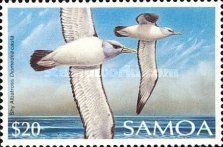 Shy Albatross (Diomedea cauta) 