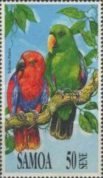 Eclectus Parrot (Eclectus roratus)
