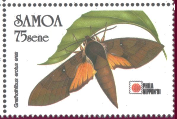 Gnathothlibus erotus eras