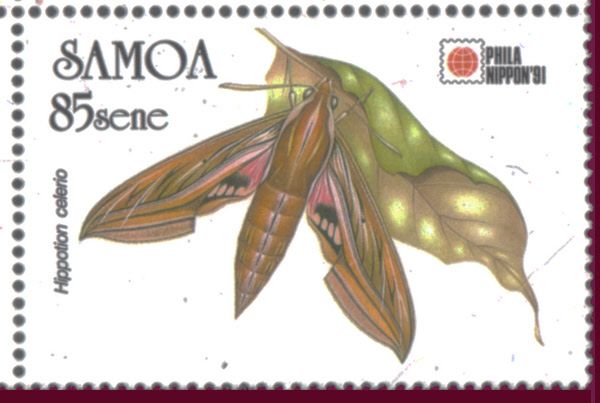 Hippotion celerio
