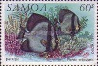 Batfish (Platax orbicularis)