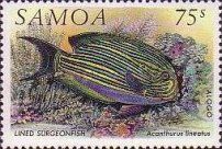 Lined Surgeonfish (Acanthurus lineatus)