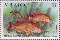 Red Tail Snapper (Lutjanus fulvus)