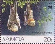 Common Samoan Flying Fox (Pteropus samoensis)
