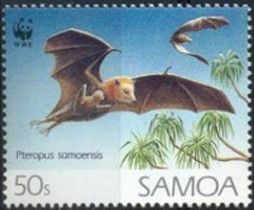 Common Samoan Flying Fox (Pteropus samoensis)