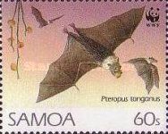 Pacific Flying Fox (Pteropus tonganus)