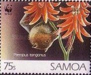 Pacific Flying Fox (Pteropus tonganus)