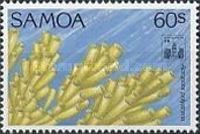 Acropora polystoma