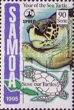 Loggerhead turtle (Caretta caretta)