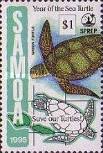 Green turtle (Chelonia mydas)