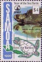 Pacific Riolet turtle
