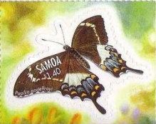 Godeffroy's Swallowtail (Papilio godeffroyi)