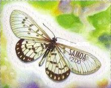 Small Greasy (Acraea andromacha)