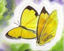 Large Grass Yellow (Eurema hecabe)