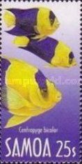 Bicolor Angelfish (Centropyge bicolor)
