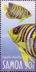 Regal Angelfish (Pygoplites diacanthus)