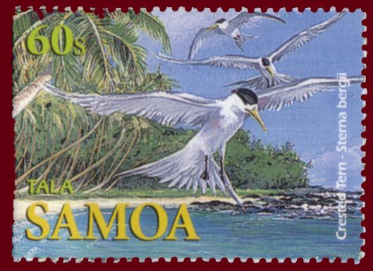 Great Crested Tern (Sterna bergii)