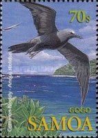Common Noddy (Anous stolidus)