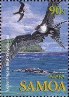 Lesser Frigatebird (Fregata ariel)