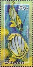 Scrawled Butterflyfish (Chaetodon meyeri)