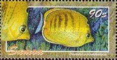 Spot-banded Butterflyfish (Chaetodon punctatofasciatus)