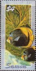 Black Butterflyfish (Chaetodon flavirostris)