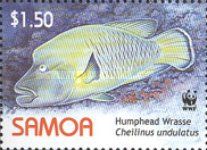 Humphead Wrasse (Cheilinus undulatus)