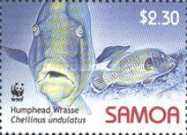 Humphead Wrasse (Cheilinus undulatus)