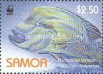 Humphead Wrasse (Cheilinus undulatus)