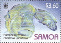 Humphead Wrasse (Cheilinus undulatus)