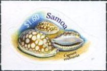 Cypraea cribraria