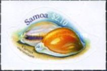 Golden Cowrie (Cypraea aurantium)