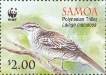 Polynesian Triller (Lalage maculosa)