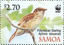 Polynesian Starling (Aplonis tabuensis)